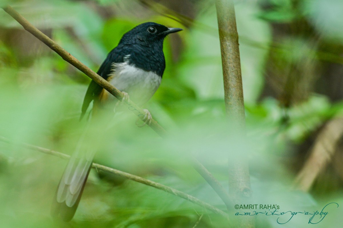 T122
ID: #ANDAMAN_SHAMA
#andamanENDEMIC
DoC: 8 Nov 2020
LoC: South Andaman, Republic of India
DoP: 16.Nov.2020
#mynikon_d3200
@AACAndaman @ShailajaPartha1 @KvPort @ChetanSanghi @DcSouthandaman @MAVinod2 @narendramodi @Pbmc_ANI @MediaRN_ANI @Admiral_DKJoshi @AmitShah @msdhoni