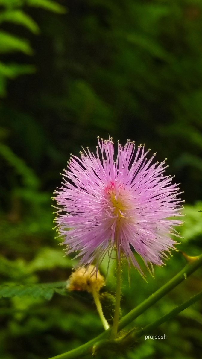 ManjeriPrajeesh's tweet image. Good morning.....