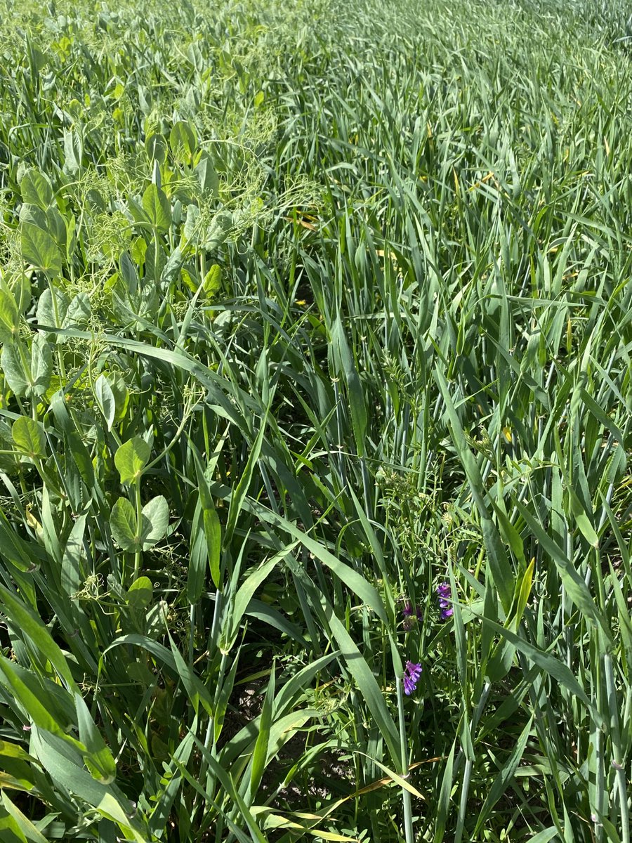 Monty Barley and Secada pea Left vs Barley and Vetch Right #WCCS ⁦<a href="/Agricom_NZ/">Agricom NZ</a>⁩