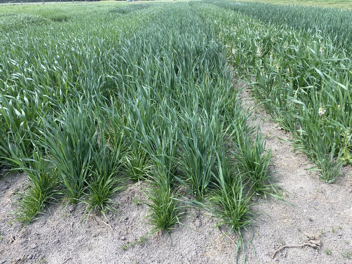 #GCCS green chop cereal silage trial - center new oats and Mohaka right Kudos Triticale and faba beans ⁦<a href="/Agricom_NZ/">Agricom NZ</a>⁩