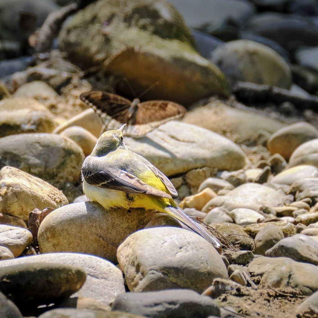viagusta's tweet photo. A cute little grey wagtail watching the local wildlife. (And maybe contemplating a light snack?)
.
.
.
#nepal #jungle #wildlifephotography #safari #bird #birdsofinstagram #wildlife #birds #birdstagram #natgeowild #birdwatching #instabird #birding #birdph… https://t.co/bw1l9InwTf https://t.co/pi5tDiSpwa