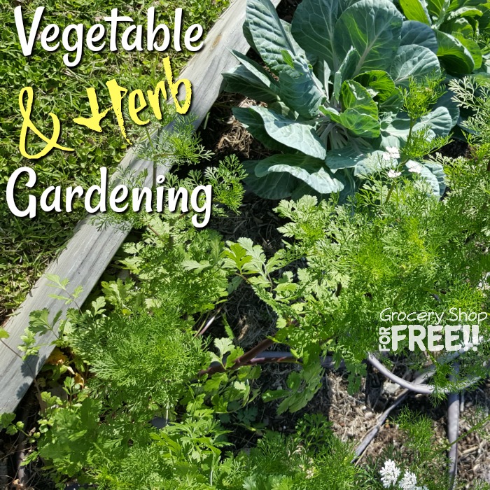 Dian_Farmer_'s tweet photo. Vegetable & Herb Gardening
https://t.co/9Lv8nn0eDa
#gardenlovers #inmygarden #instaplants #instagardeners #iloveplants #indoorplants #plantsofinstagram #indoorgarden #eatwhatyougrow #kitchengarden #grownfromseed #indoorgardening #gardengoals #plantsmakepeoplehappy #growyo https://t.co/dvM2LFkI1B