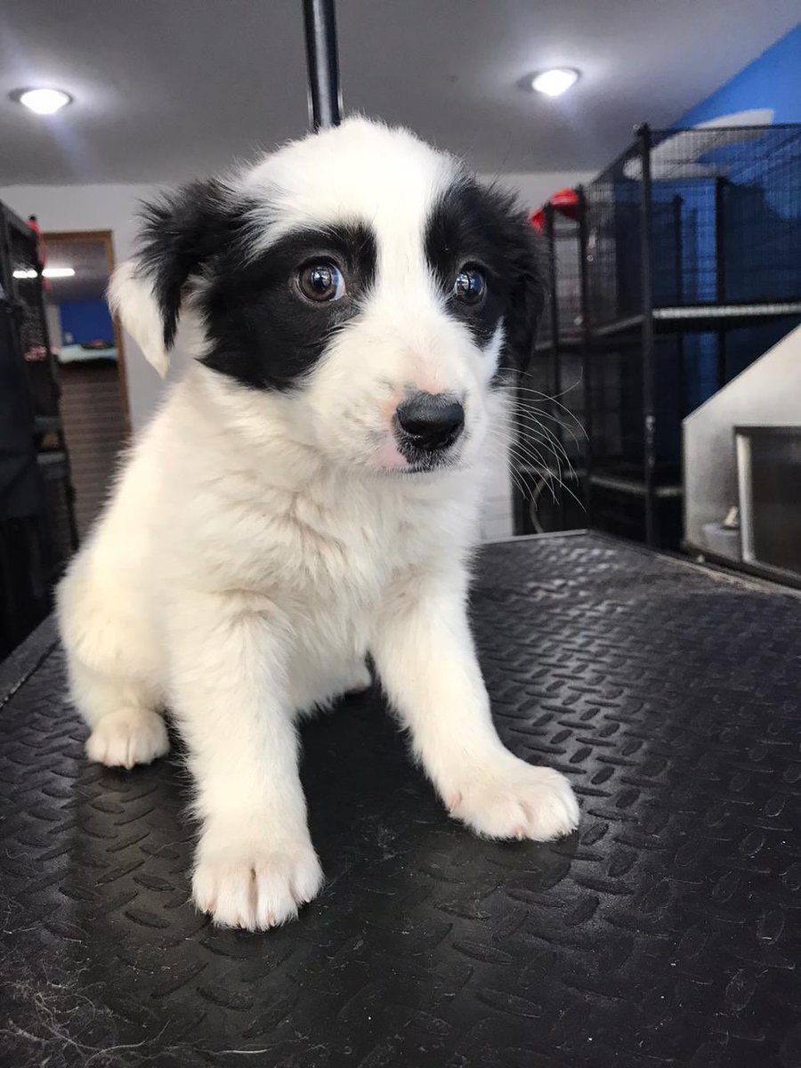Oscar_VeCa's tweet photo. Acabo de recibir a estas bebés, no pude negarme :( últimamente no tengo mucho apoyo, adopta y si no puedes apadrina o amadrina y si no puedes o quieres, comparte!!! https://t.co/yofIvOMbGc