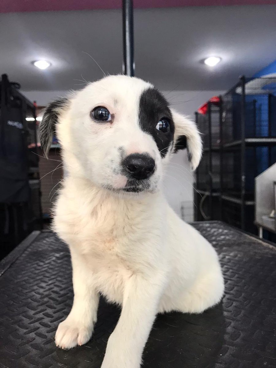 Oscar_VeCa's tweet photo. Acabo de recibir a estas bebés, no pude negarme :( últimamente no tengo mucho apoyo, adopta y si no puedes apadrina o amadrina y si no puedes o quieres, comparte!!! https://t.co/yofIvOMbGc