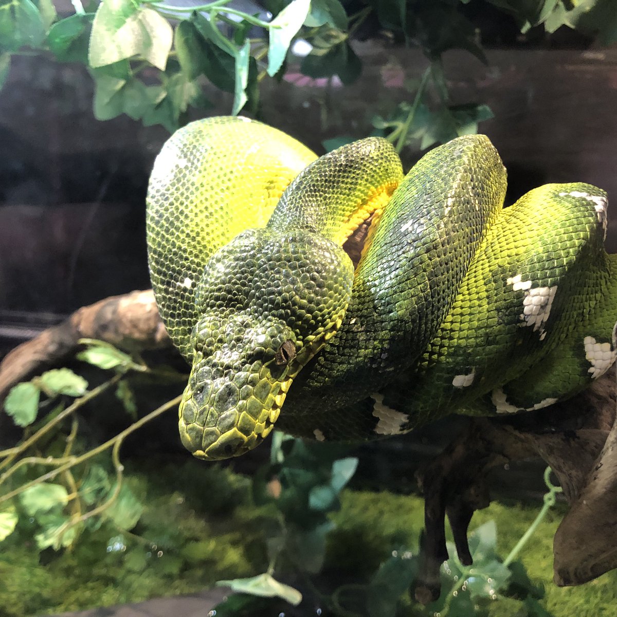 岡山キモかわいい展 Kimokawaiiten Twitter