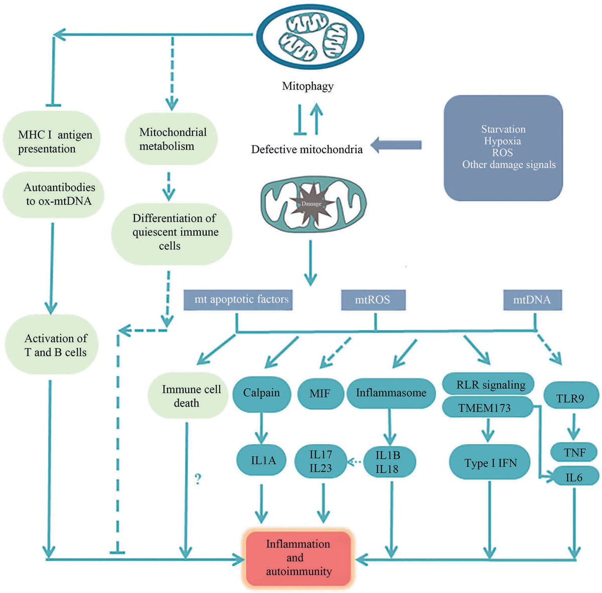 Mitophagy in immunity and autoimmune diseases: views from our team. Autophagy. 2020 Jan;16(1):3-17. doi: 10.1080/15548627.2019.1603547.