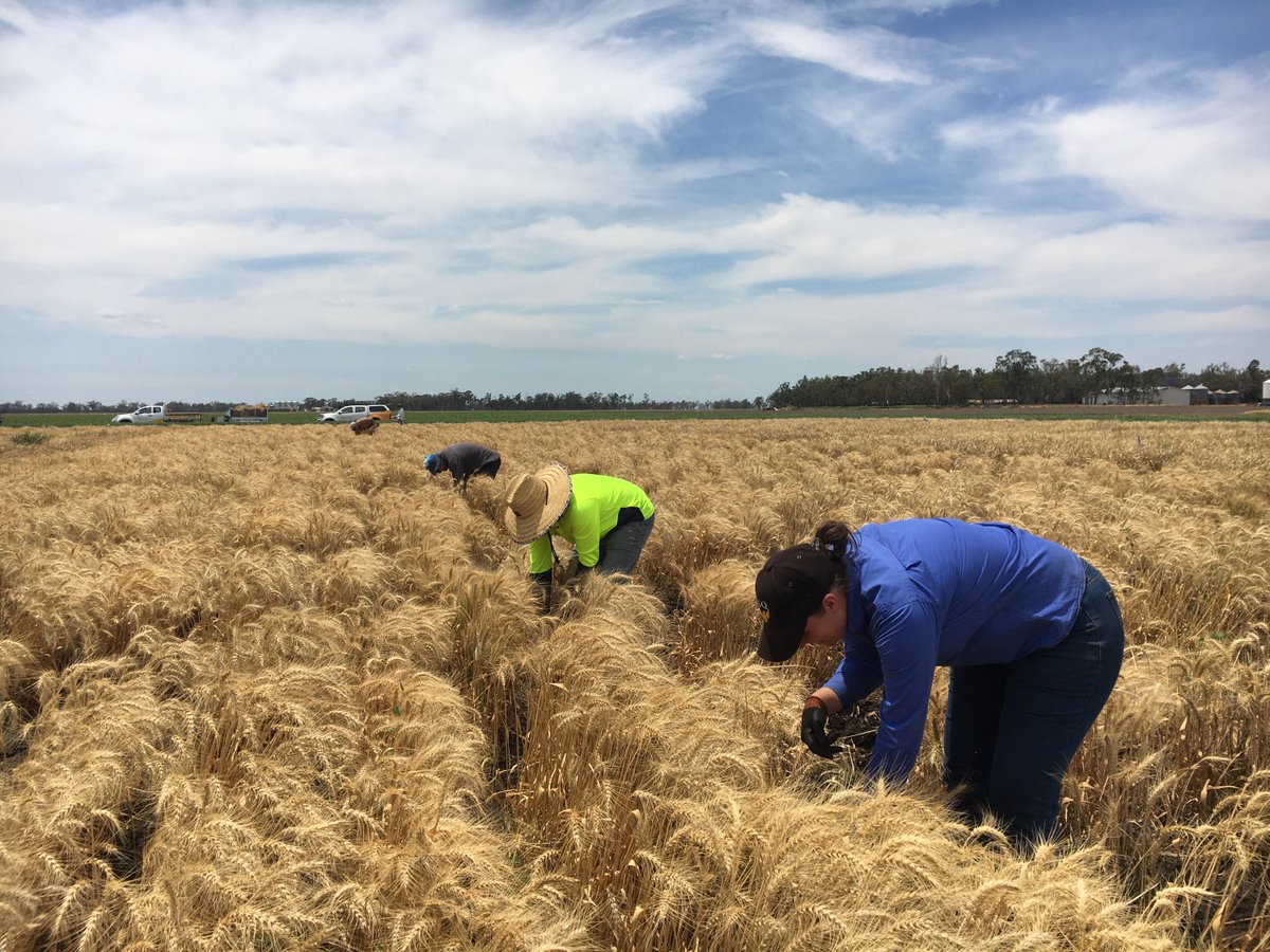 IACE_UniSQ's tweet photo. It's hot work out there but our #USQresearchers continue to be in the field harvesting crown rot resistance trials 🌱 12000 plants harvested in 6 hours &amp; more to go! A big haul for the first harvest ‼️ @usqedu @DAFQld #USQResearch #appliedresearch #muddyboots #harvesttime https://t.co/YIQ7S6Wnla