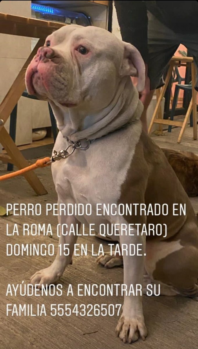 DaliAn21's tweet photo. @LaRomaDF #SeBusca #Perdido https://t.co/7zRDv4RISO