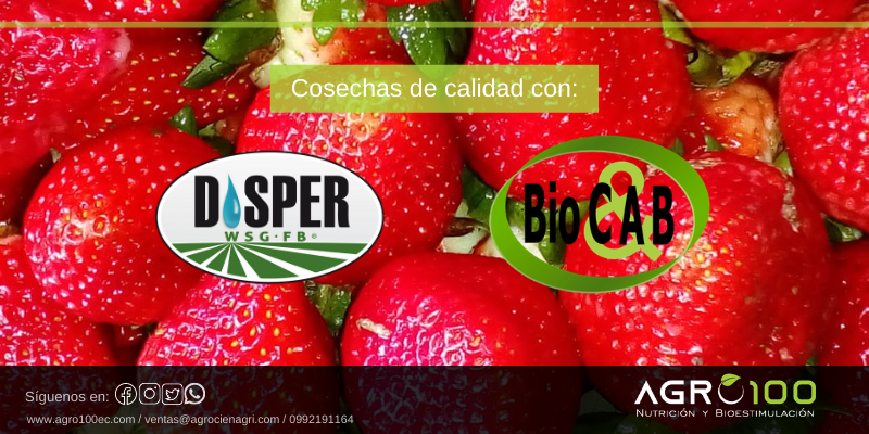 agro100ec's tweet photo. Trabajamos con las mejores líneas de origen Español especialistas en #nutriciónvegetal y #bioestimulación.
Los resultados se obtienen cuando la tecnología y la constancia van de la mano 🍓🍓🍓
#agro100ec #Agrocienagri #Disper #Biocab https://t.co/DO98wmCiGQ