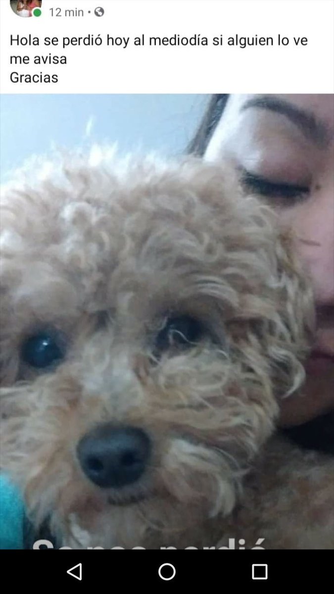 LoanaBelen_'s tweet image. Gente, se perdió mi perrito hoy alrededor de las 12 del mediodía y todavía no hay noticias. Es un caniche toy color marrón clarito, somos de Lanus-monte chingolo.

RT por favor 🙏😭