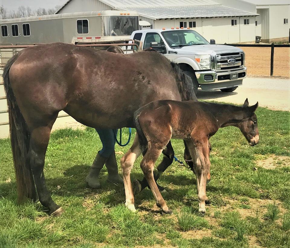 IndianaHarness's tweet photo. Indiana ranked second on list of mares bred for 2020 according to USTA:  https://t.co/ja24kpnpmJ Photo of House of Pleasure and her foal at Ruddick Stables taken in 2019 by Ruddick Stables  @harnessindiana @INStandardbred https://t.co/8ecVUWnlOp