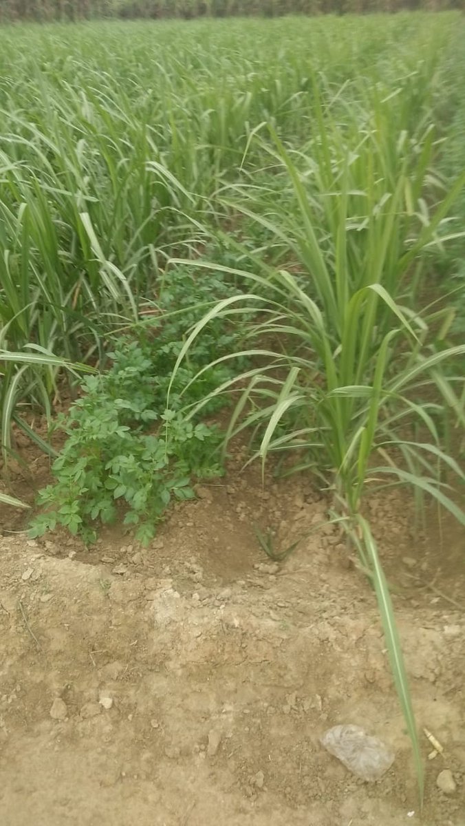 कृषक दयाशंकर यादव ग्राम गारो पुर जिला अम्बेकरनगर