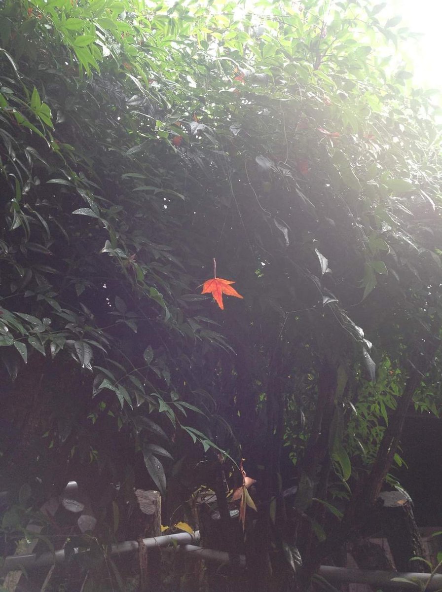 Haikake's tweet photo. 落下する紅葉のモミジ https://t.co/QsUHXZZltr