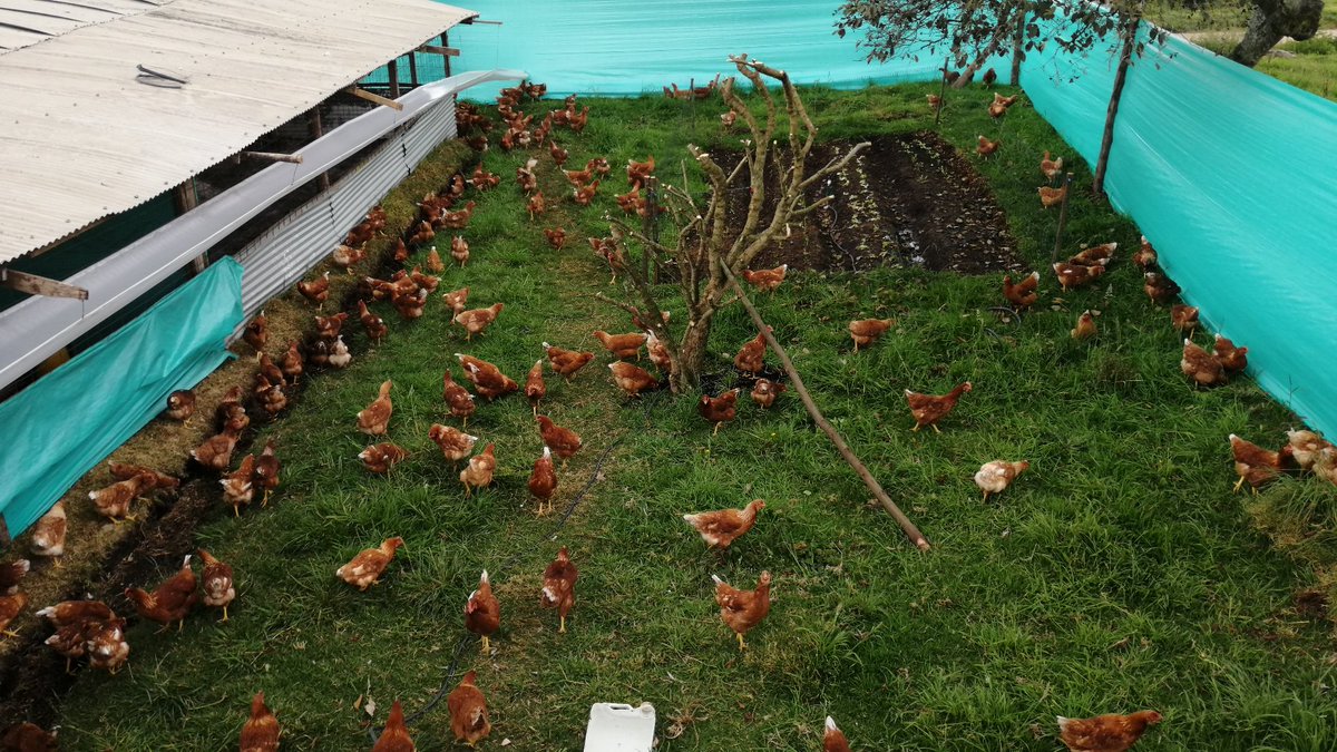 jpachon84's tweet photo. Los Huevos Orgánicos de Gallinas Felices son más ricos y saludables..  Pedidos 3138504882 - 3503651615 https://t.co/Cwdy12WVWF