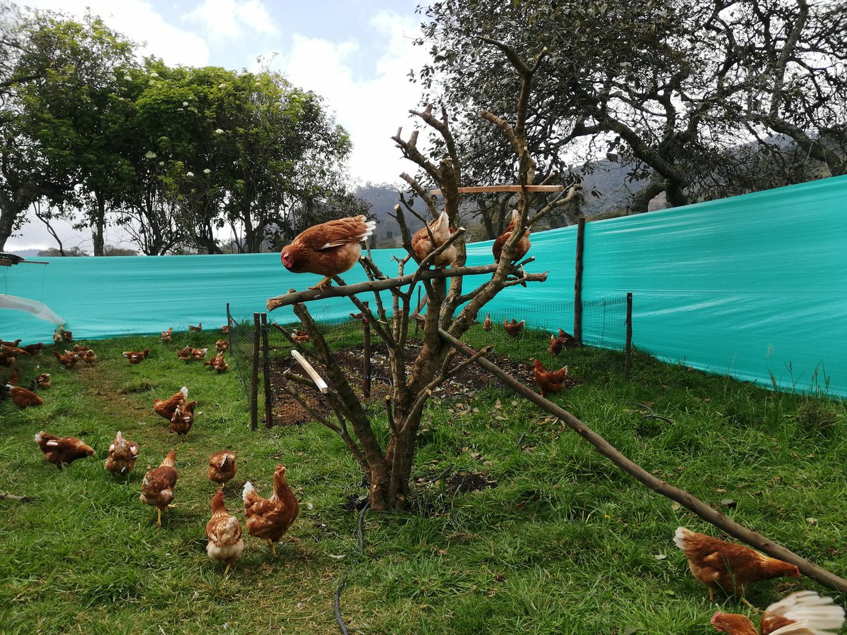 jpachon84's tweet photo. Los Huevos Orgánicos de Gallinas Felices son más ricos y saludables..  Pedidos 3138504882 - 3503651615 https://t.co/Cwdy12WVWF