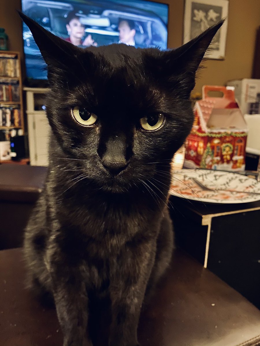 Does your #cat glare at you too when you want to take more pics of them!! #CatsOfTwitter #blackcat #catglare #cateyes #staredown #catsofinstagram #cats #lovecats #catperonality #thatfacetho #catface #thelook #noteviliswear #intense