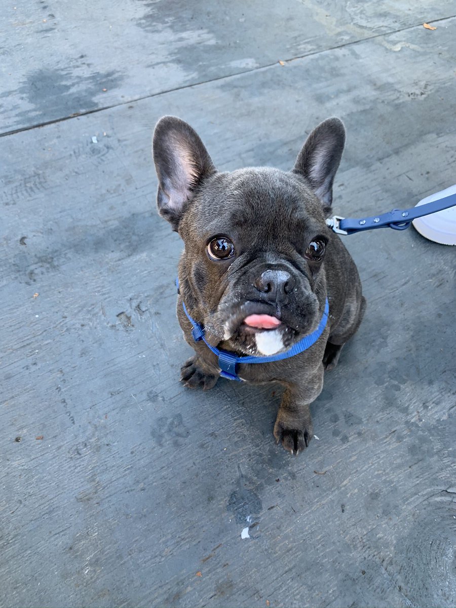 HaileyHendricks's tweet photo. Strung out on puppuccino https://t.co/cOSlVi6eg7
