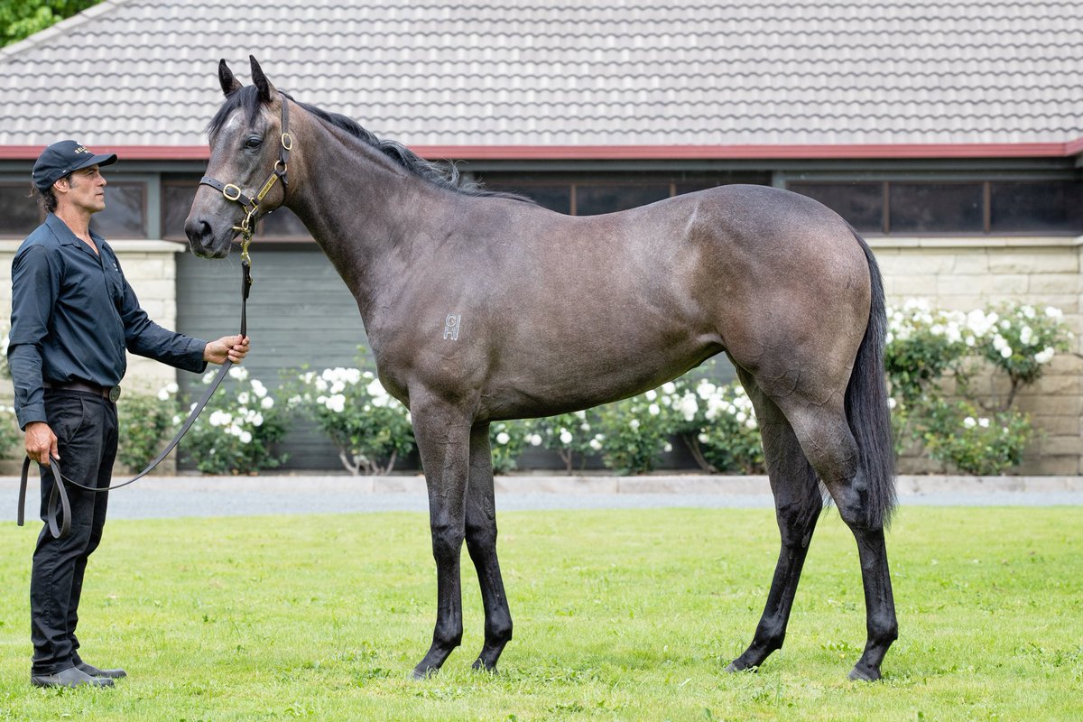WestburyStud's tweet photo. Could this be #ReliableMan's nxt #MiamiBound #SentimentalMiss #BelleduNord #InspirationalGirl #DeLaTerre #Aalaalune #Annavisto #Kapoor ...
Lot 125 at @KarakaChat RTR Sale on Wednesday ... dont miss her! https://t.co/QYM1nMmO7T