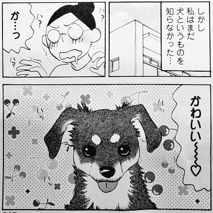 神奈木さんちのまろ、猫エッセイ「麦と米 2匹の猫と暮らす日々」にも登場しています?もう3歳か～!!これからも元気でかわいいまろでいてね?✨?✨? 