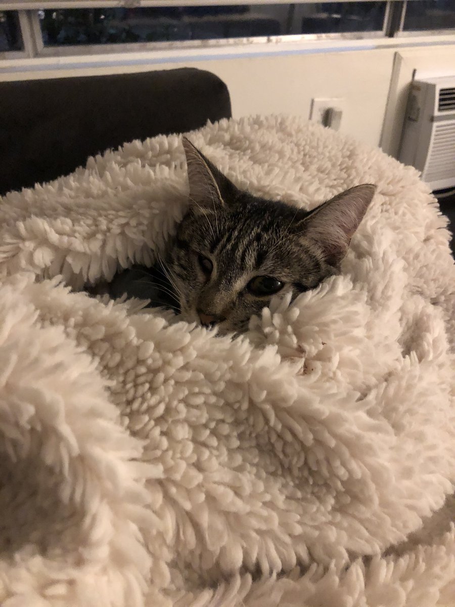 if you made it through this whole thread, you’re probably stressed and freaked out! so please enjoy this photo of my snuggly kitten 