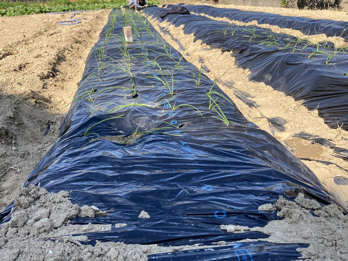 agriaccount's tweet photo. 1枚目左から大根、ブロッコリー、人参
2枚目玉ねぎ今年は270本
3枚目トラさんお邪魔です許すけど https://t.co/EC85PVGyCE