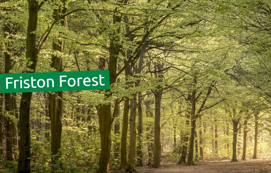 eyesurgery1's tweet photo. Escape to nature and experience Friston Forest's beautiful beech woodland on foot or bike: #ThingstodoOutside #greatoutdoors #woodlandwalks https://t.co/e7RQ8hM17i https://t.co/nK6OKt6sHz