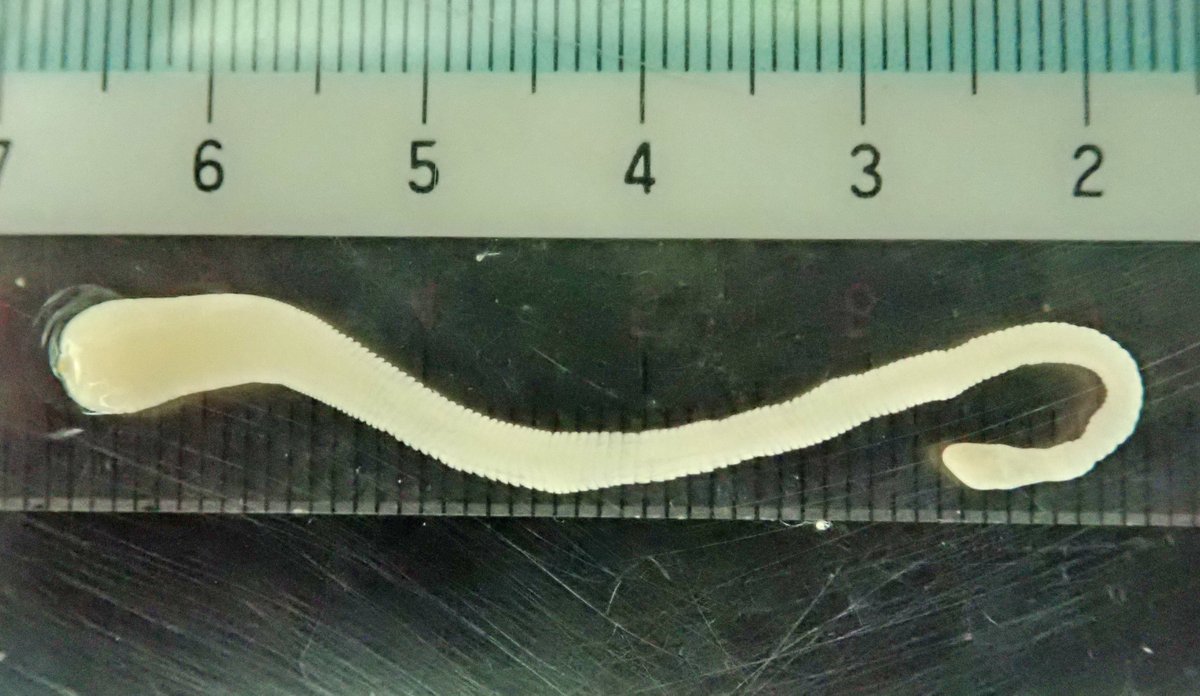 parasitology_as's tweet photo. 結構立派なんだよね、これが。太い方に頭節があるよ。これが寄生しているネズミをネコが食べると、その腸管で成虫になるよ。成虫はもっと長いんだ〜！だからさ、ネコちゃんを外で飼わないほうがいいって言ってるじゃん... https://t.co/059lxajJqN