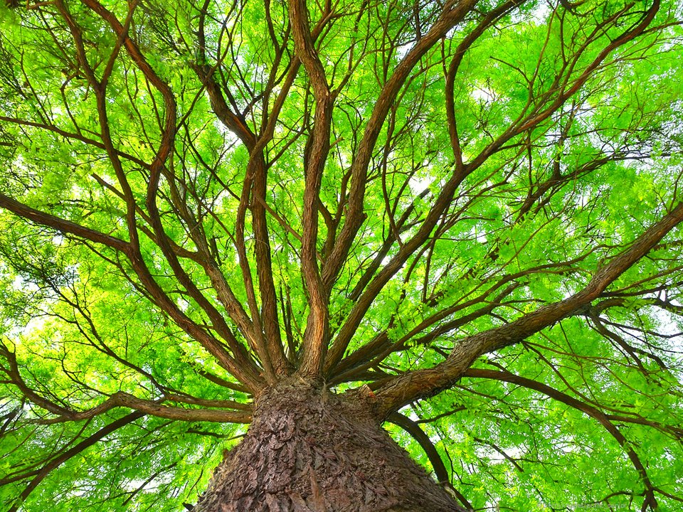 EU_ENV's tweet photo. New 🇪🇺 Forest Strategy 🌳
Under the #EUGreenDeal & #EUBiodiversity strategy, we proposed:
🌲 improved forest protection, restoration & monitoring
🌱 3 billion additional trees in the EU by 2030
#EUHaveYourSay in our #ForestsEU roadmap, until 4 December
https://t.co/Ce1GcEXKTv https://t.co/BgEUA80X9I