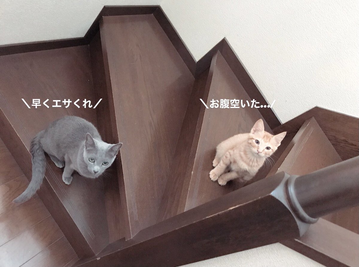 セキュリティスタッフ株式会社 On Twitter ウチの自宅警備員2匹 この繁忙期は猫の手も借りたい 出動してくれたら嬉しいですけど 制服着れないですもんね 制服着れる人 大大大募集 本当に忙し過ぎて嬉しい悲鳴w 一緒に頑張りましょー 猫 茶トラ