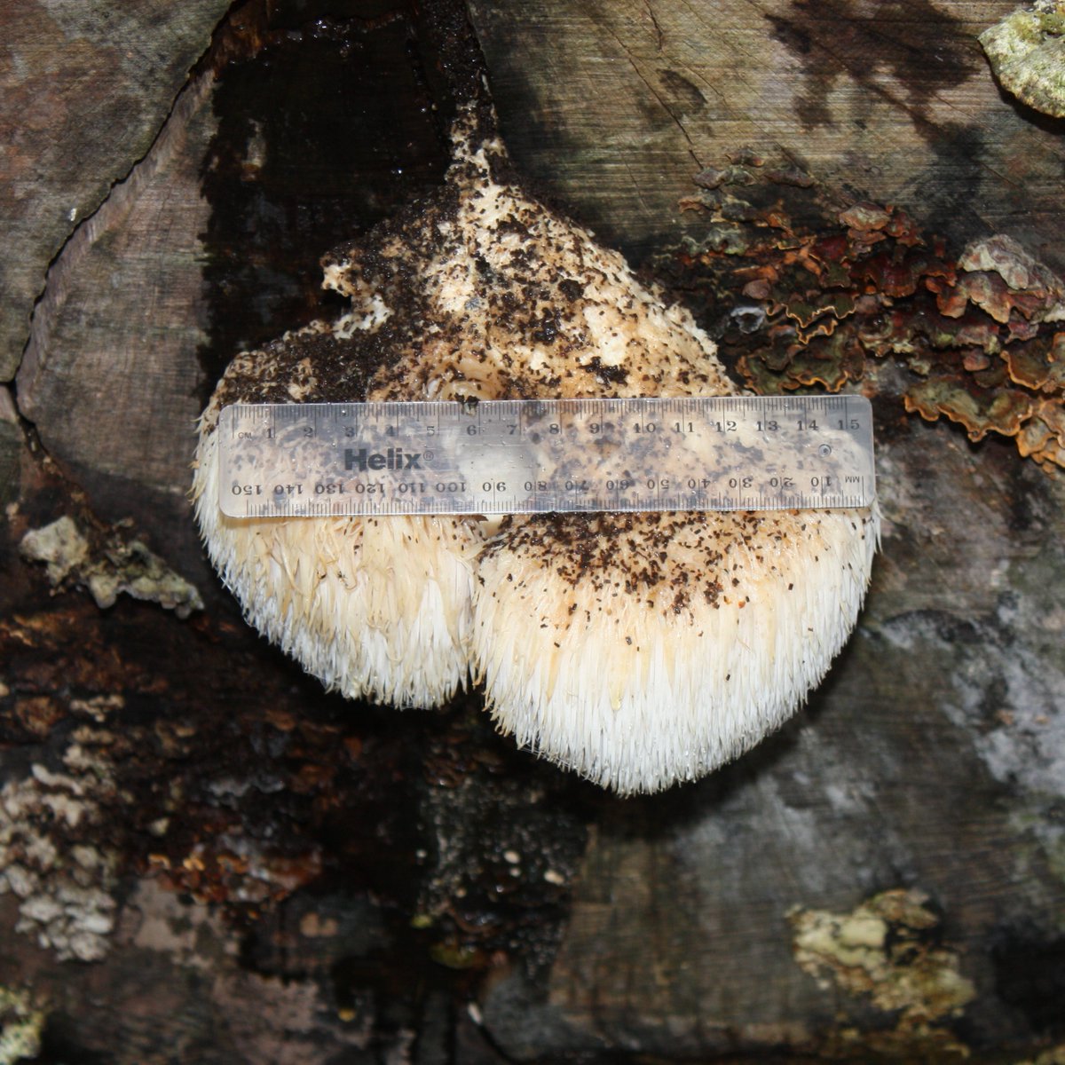 EcoRecording's tweet photo. Our #RecordOfThe Week is this impressive Lion's Mane Fungus (Hericium erinaceus) - a rare species and one of the few fungi that's legally protected in the UK . This one was spotted by Matt Hadlington last week growing on a beech in Halesowen! https://t.co/pH1pQwhAoS