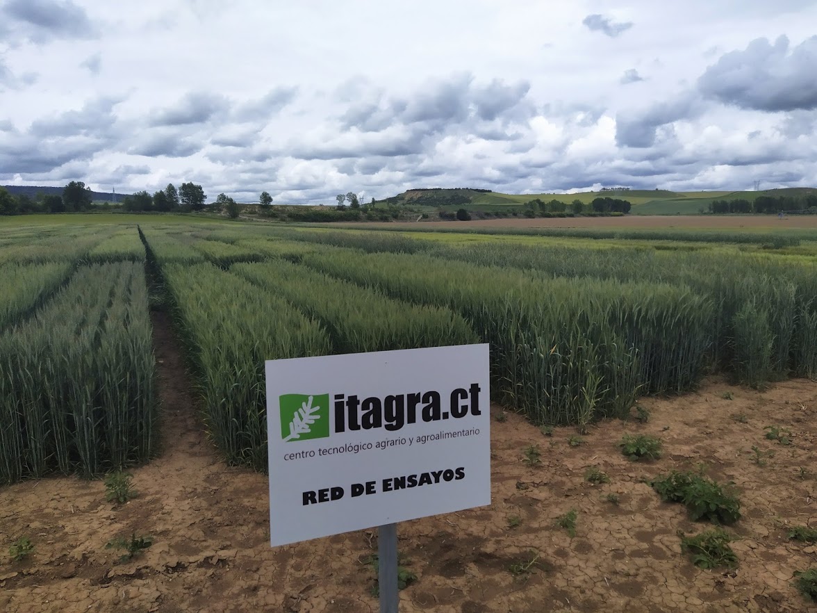 diputacionPalen's tweet photo. @diputacionPalen e @ITAGRACT 🫂

Una fuerte alianza que aspira a convertir #Palencia en un referente de #innovación agroalimentario y  pone el foco en el desarrollo de #cultivosalternativos🌾que supongan un impulso al desarrollo de nuestro #mediorural

ℹ️https://t.co/VYxjrmdYHt https://t.co/KgIHdMQopD