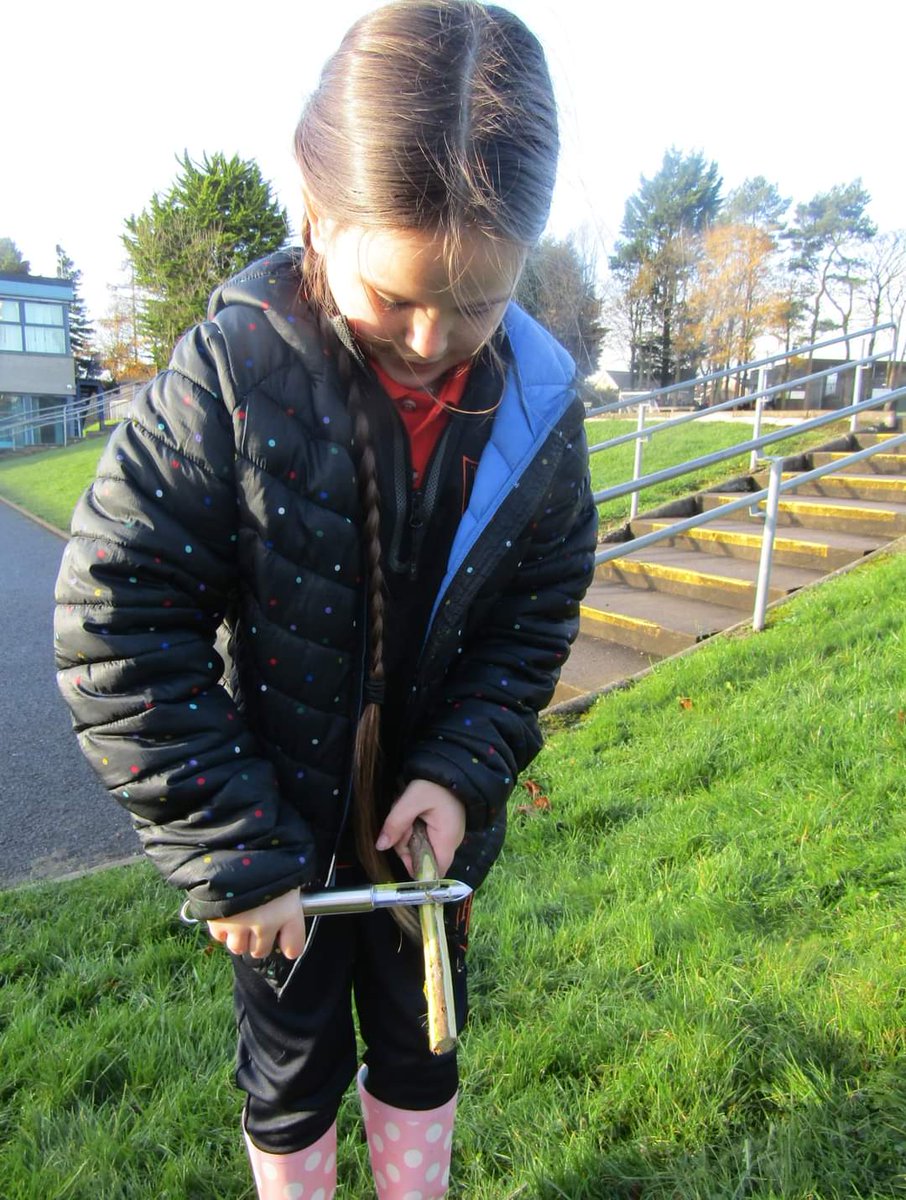 NIForestSchool's tweet image. Pupils at Harmony Hill Primary School used #hacksaws, potato peelers and tent pegs to make #bug houses out of #elder. They then hid them around the #schoolgrounds and will check on them in a couple of months to see which bugs have moved in. #keepplaying  #tooluse @lisburnccc