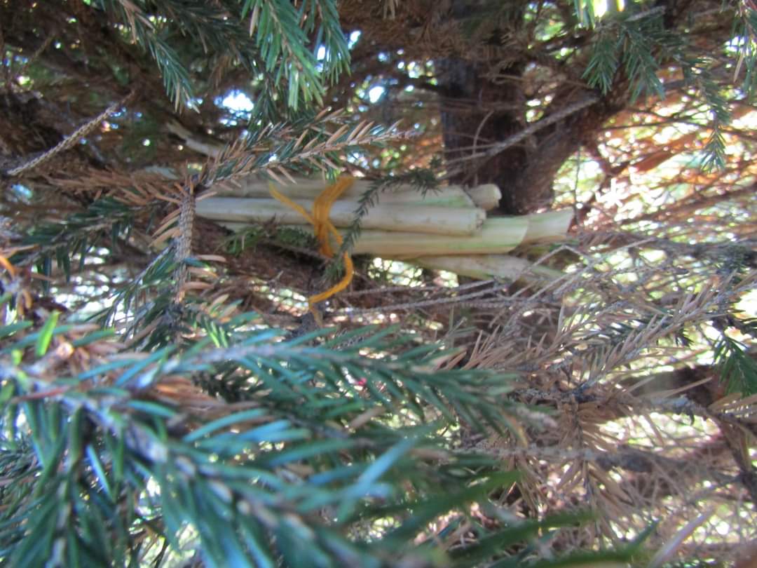 NIForestSchool's tweet image. Pupils at Harmony Hill Primary School used #hacksaws, potato peelers and tent pegs to make #bug houses out of #elder. They then hid them around the #schoolgrounds and will check on them in a couple of months to see which bugs have moved in. #keepplaying  #tooluse @lisburnccc