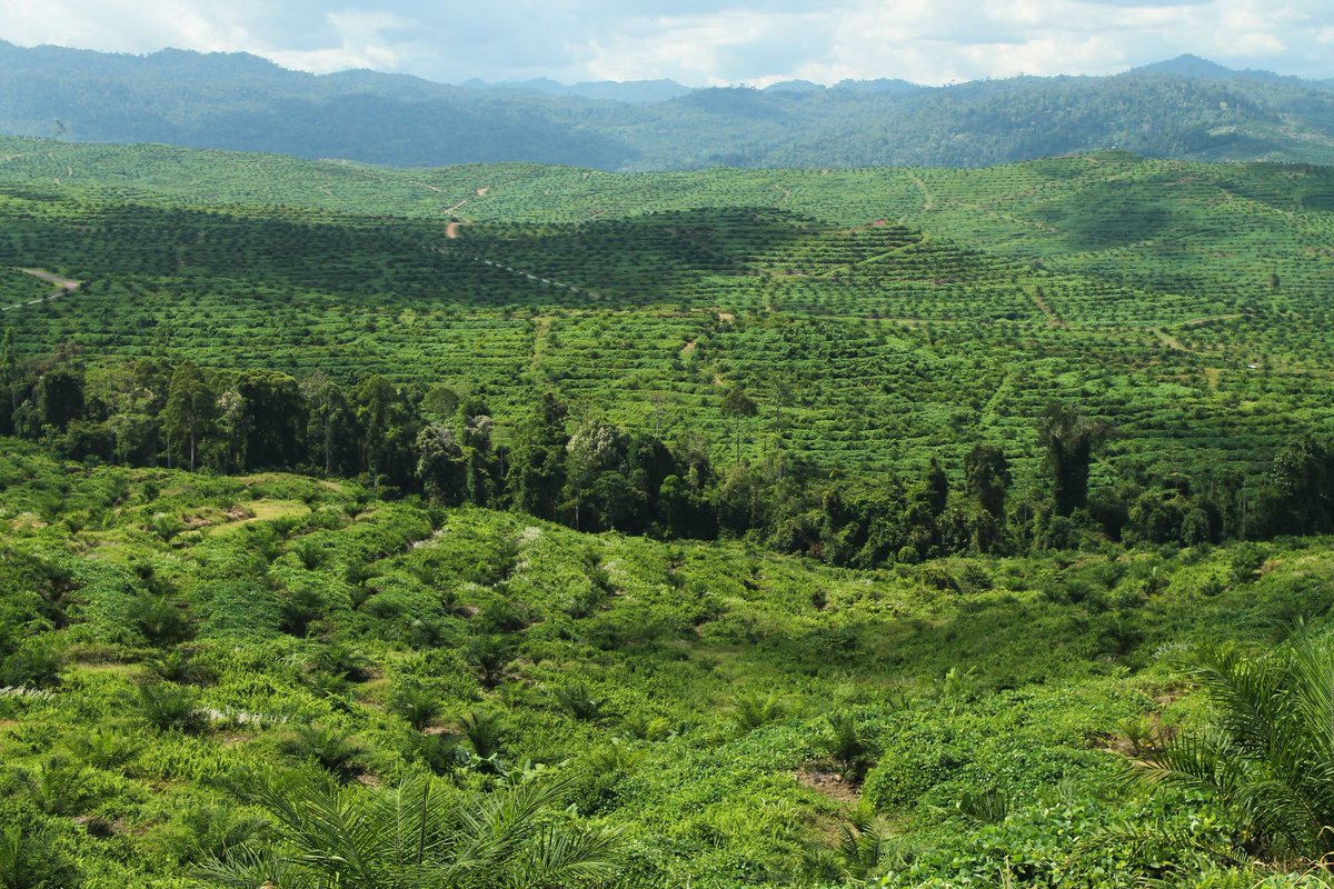 Riparian buffers are strips of non-production habitat () retained around rivers in agricultural landscapes () to protect water quality. There is increasing interest in their potential to act as habitat for terrestrial biodiversity.  #TropiCon20  @mattstruebig 2/n