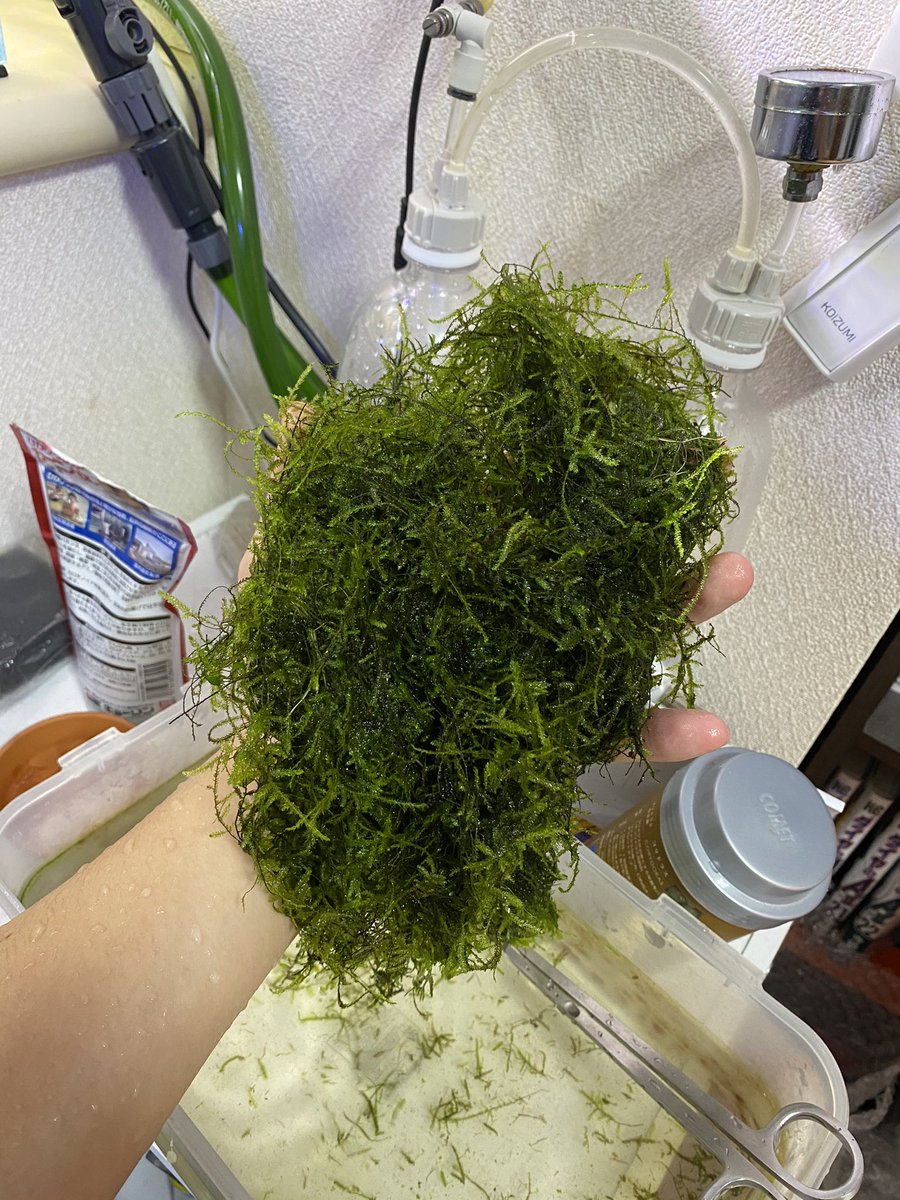 でんぼ 水槽で放置されてたウィローモス 量えぐい でんぼ 水槽で放置されてたウィローモス 量えぐい