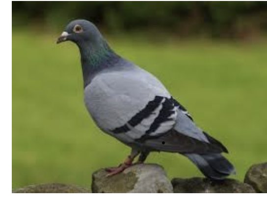 Pigeon For Sale Bred in the famed Forrest Chase area of Perth his mum from the Post Office and father from Myer.............. asking only $2m absolute bargain!!!!! Only serious buyers please
