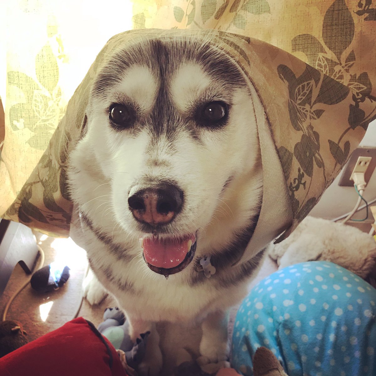 犬下僕はるきち ソランジュ 歯石が目立ってきたなぁ 歯石対策で買ってた牛の骨は飽きたのか齧ってくれない ハス飼いのみなさま 歯石取りにおすすめ目の骨やらガムがあれば教えてください 犬下僕はるきち ソランジュ 歯石が目立ってきたなぁ 歯石対策で買ってた牛の骨は飽きたのか齧ってくれない ハス飼いのみなさま 歯石取りにおすすめ目の骨やらガムがあれば教えてください