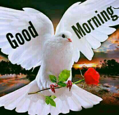 Jean24043360's tweet photo. 🌷Happy thoughts🌷
🌸Positive thinking🌼
🌺Leads to Success🌸🌷
💗Be Bold, True, and Strong💗
🌷You Matter #Joytrain #strength
#LoveNovember.🕊💝🐱❤😅🙏 https://t.co/adCGJpMzDa