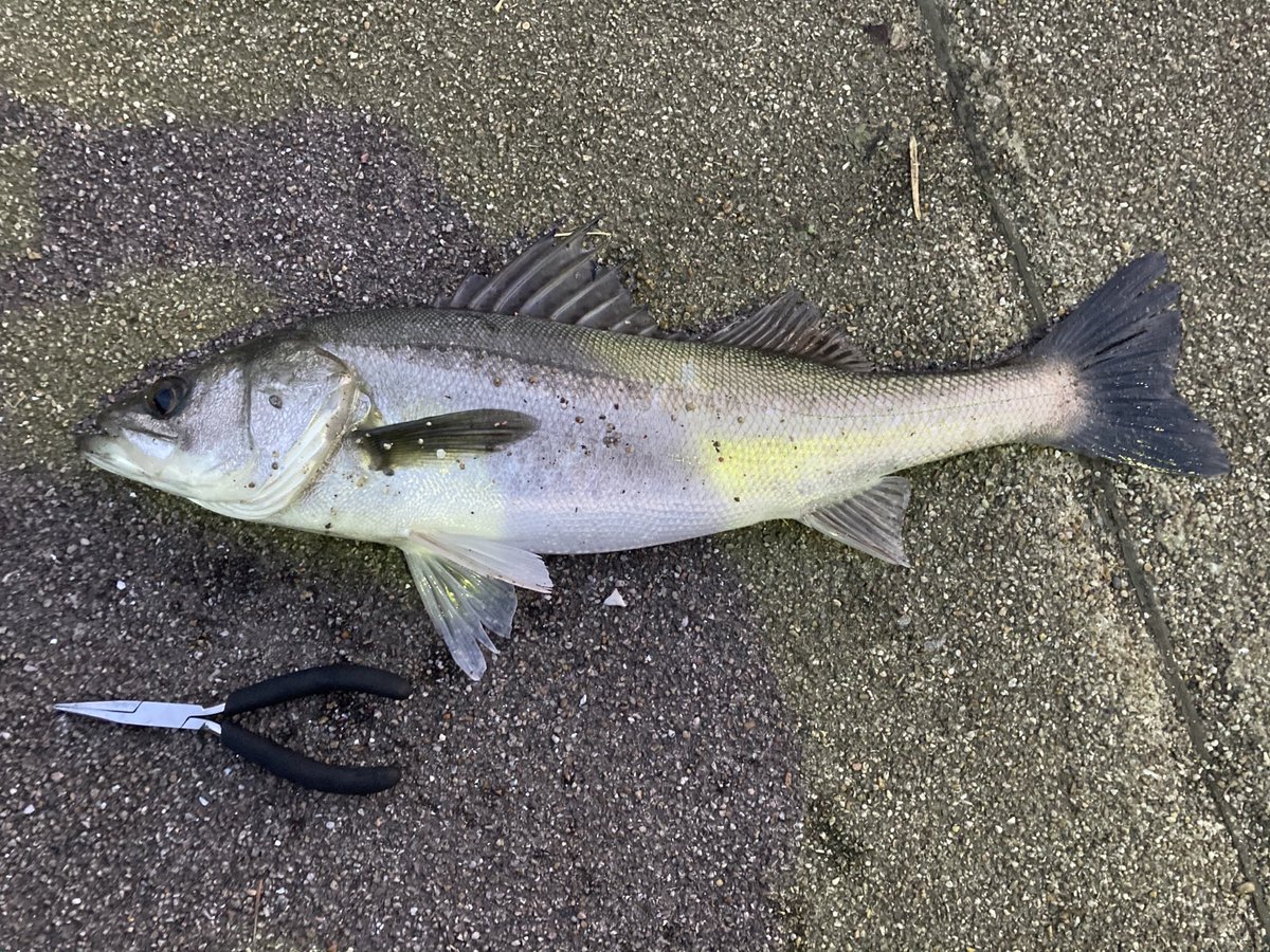 クロスウェイク