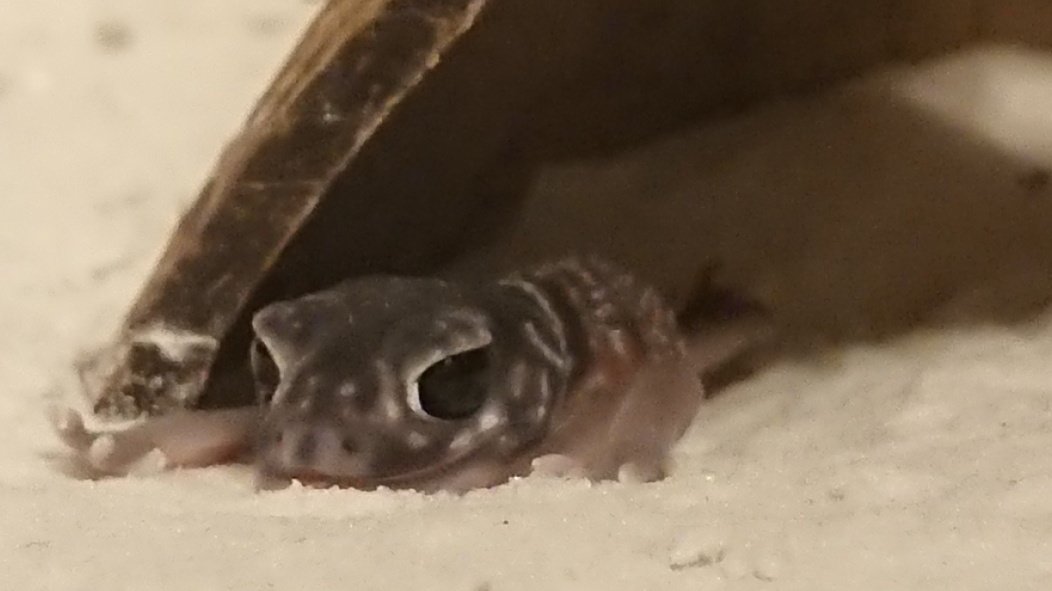 TV3DVAPI42aPr3R's tweet image. 最近だるいな～
秋の花粉か🤔🤔🤔

#ナメハダタマオヤモリ