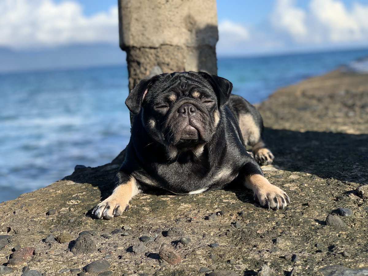 ionasofia's tweet photo. Pug hugs https://t.co/qPvG6G0PYF
