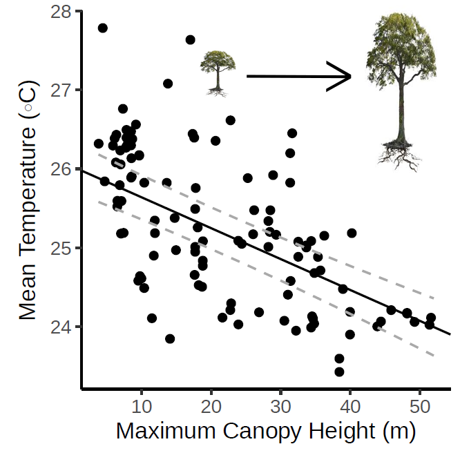 By combining our microclimate data with those generated by an airborne LiDAR scan, we show that increased vegetation complexity, topographic sheltering and increased canopy height drive cool, wet conditions in these landscapes.  @Tomswinfield 6/n