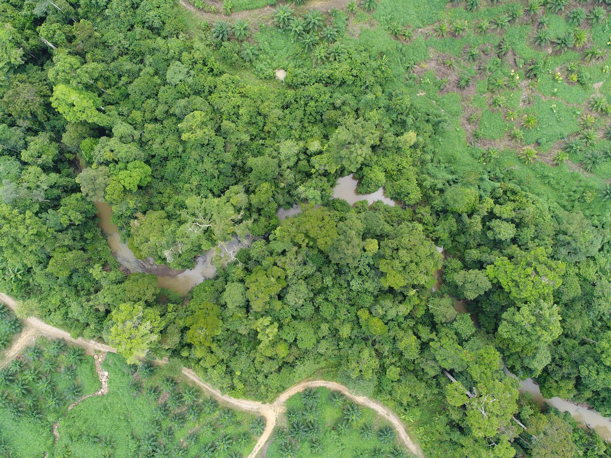 The width of riparian buffers was also vital for protecting microclimate, with riparian buffer conditions ~80-100m from the oil palm edge indistinguishable from continuous forest controls.  @rossiterlab  @HMTF_LOMBOK  @SarahHLuke   @solomilne 7/n