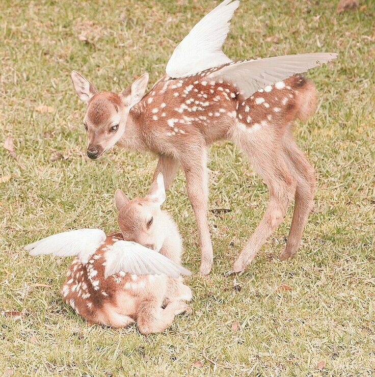negaoryx's tweet photo. google your name + cottagecore, then add 'outfit' 'cottage' and 'pet' 

MY DREAM 😍🥰😍 https://t.co/uhP5uf2vBa