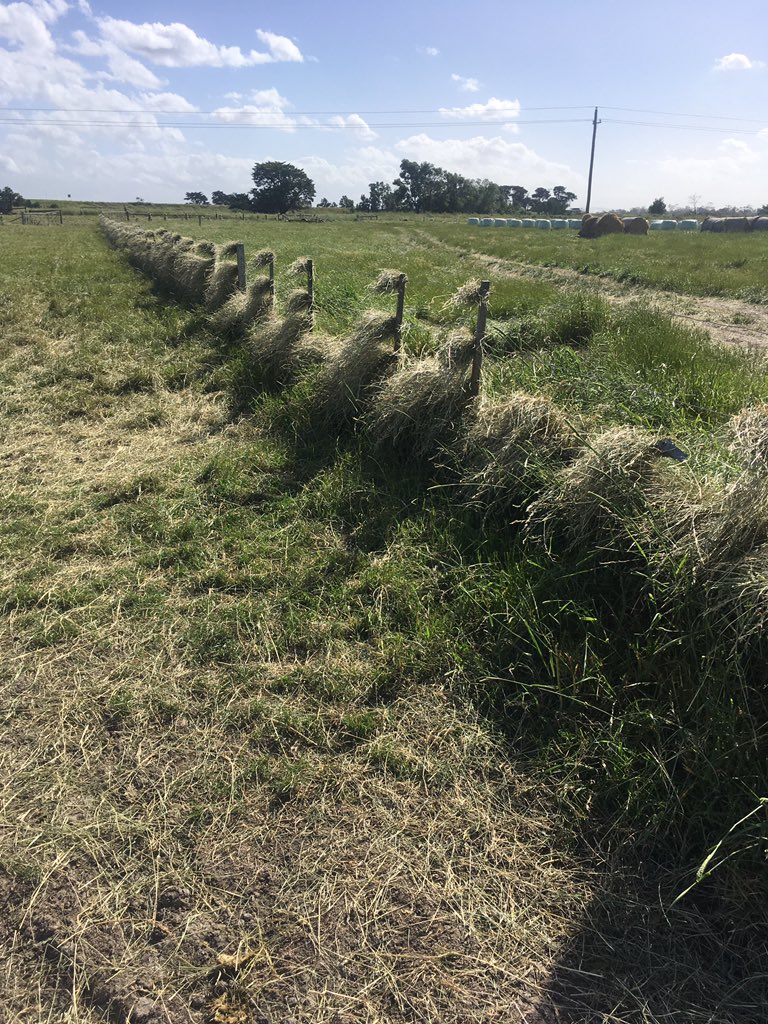 Has anyone ever converted a grape harvester into a hay baler? Need something to straddle the fence 🤦😡🌪💨#askingforafriend