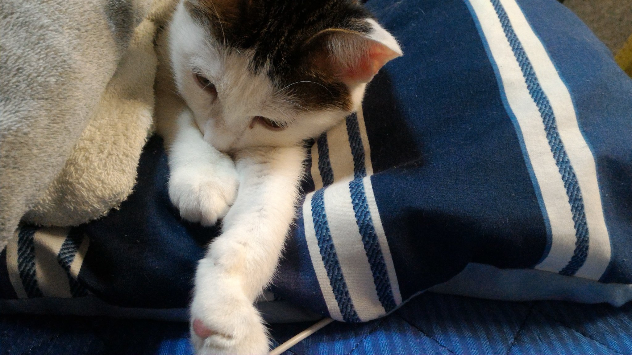やまみー 今日は アッチョォーポーズ や宇宙遊泳ポーズ 考える人ポーズ してくれた ニャンニャン 猫 猫ポーズ シマホネコダスケ 猫好きさんと繋がりたい T Co 4wkahq0j8k Twitter