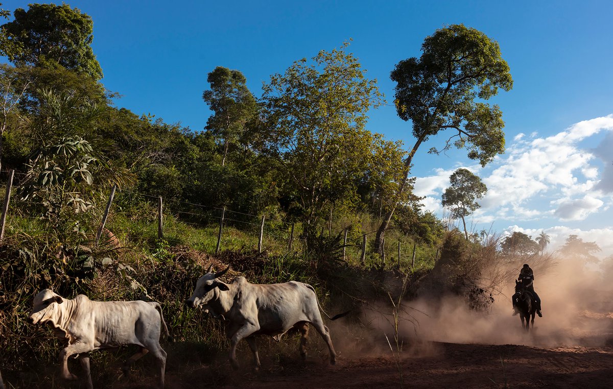 Emissions capping. Forests store billions of tons of carbon - unless we destroy them. Deforestation accounts for approx. 11% of GHG emissions driving climate change. Businesses should be required to protect carbon sinks and cap emissions from land conversion in their operations.