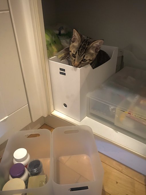 猫妖怪のtwitterイラスト検索結果