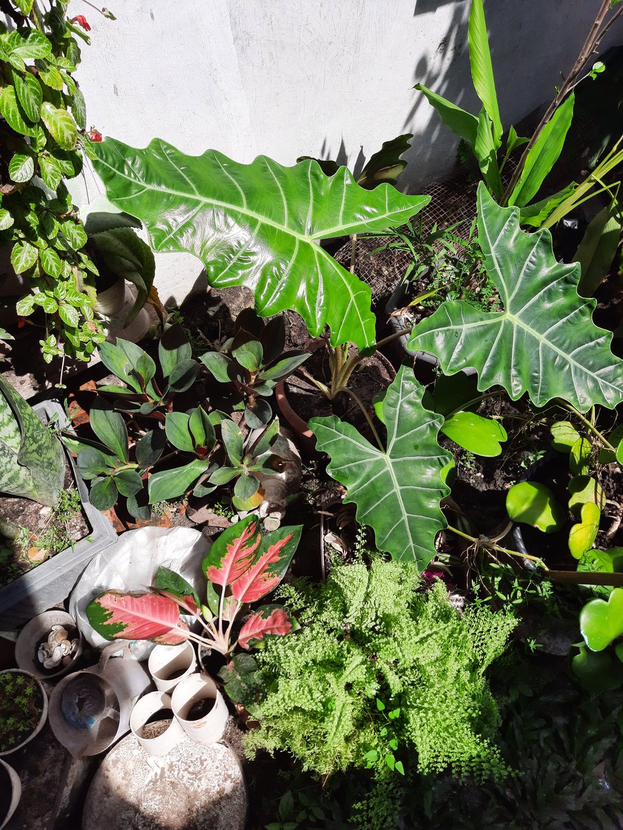 Ngerawat itu bukan dari toko bunga yes