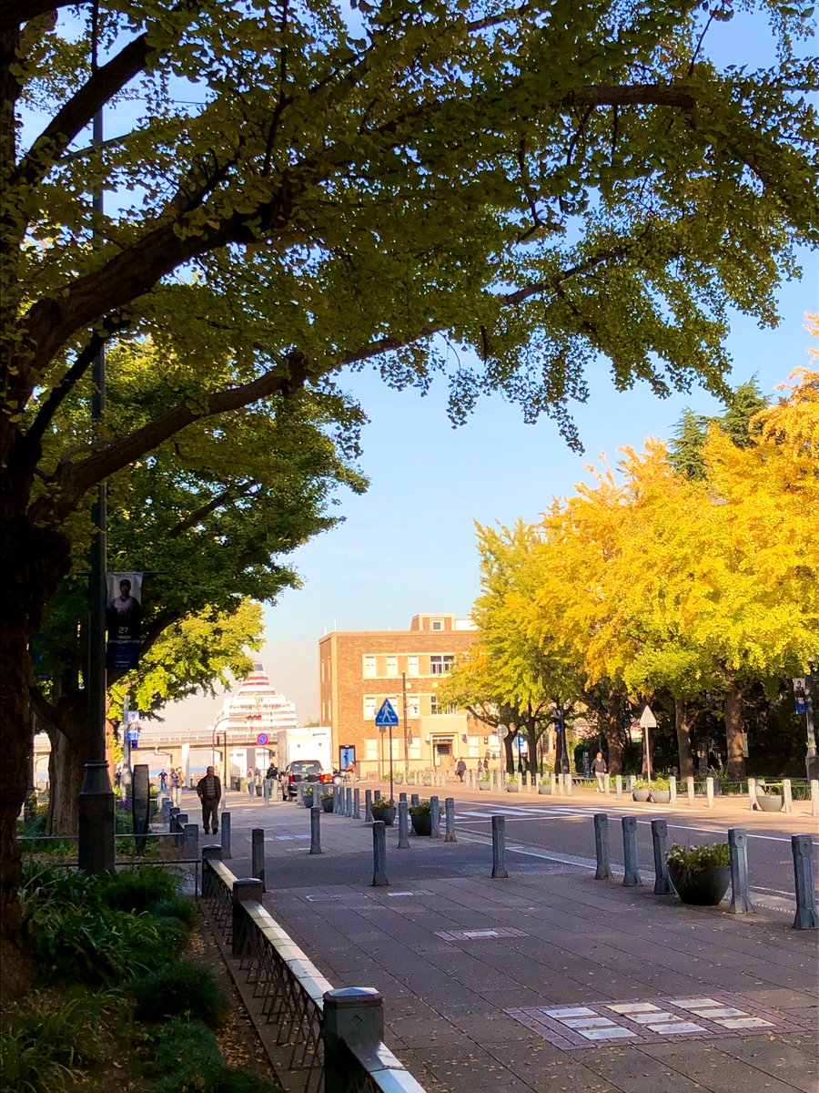 Yokohama Views 横浜 日本大通り 横浜港郵便局周辺のイチョウ並木は黄色と緑のミックスが楽しめる 飛鳥 が見える Yokohama